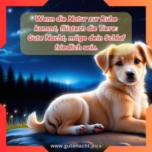 Wunderschne Gute Nacht Tierbilder Fotos